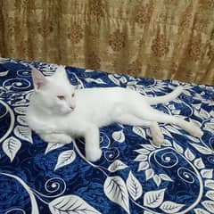 RUSSIAN WHITE MALE CAT FOR SALE OR EXCHANGE