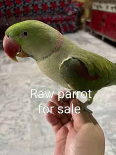 Raw parrot 0