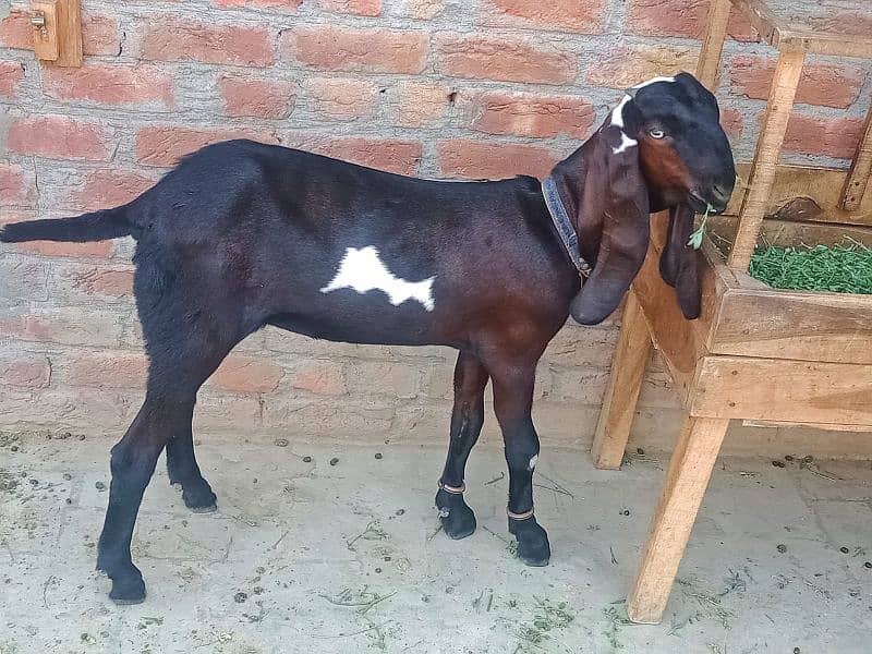 bakri/goat/path/nagri dabbi pure 0