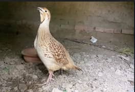 Dakhni female teetr