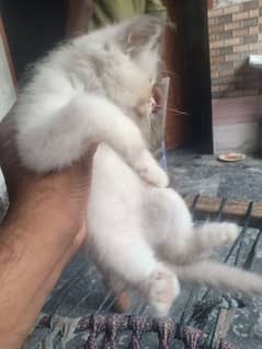 Persian triple coated female kitten with blue eyes 0