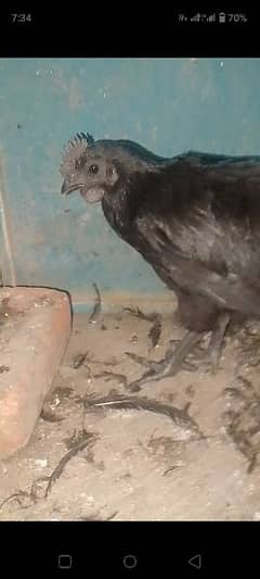 ayam cemani for sale age 2.5 months