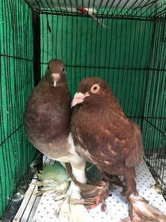 Pouter pigeons (gubara mack pie)