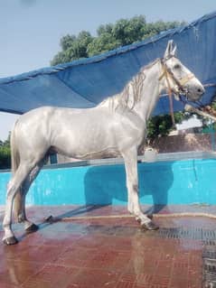 Desi white Horse age 6 years