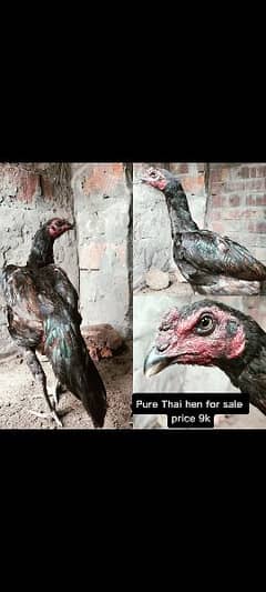 Thai hen