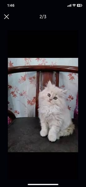 Persian kittens 0