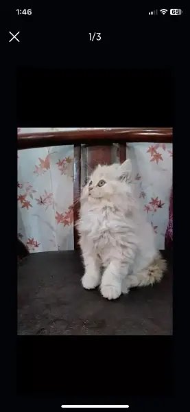 Persian kittens — photo 2