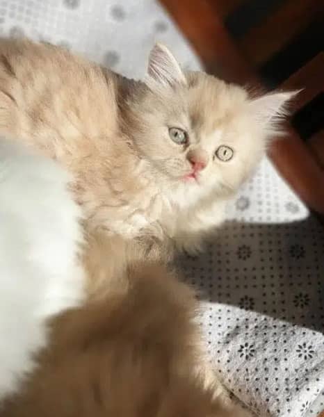Persian kittens 2
