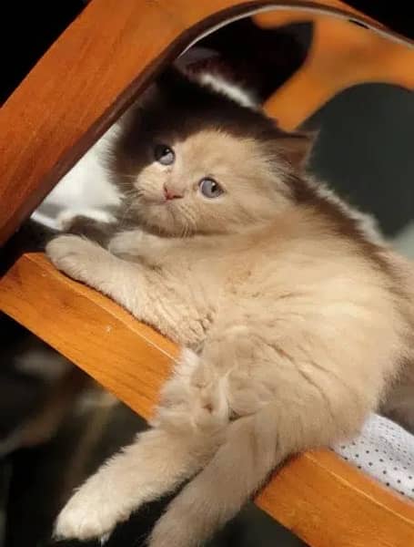 Persian kittens 3