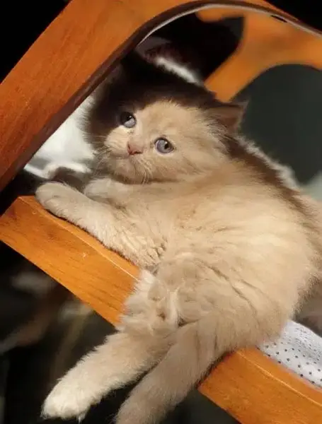 Persian kittens — photo 4