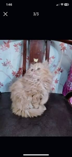 Persian kittens 4