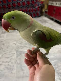 green raw parrot for sale