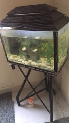 fish aquarium medium size .