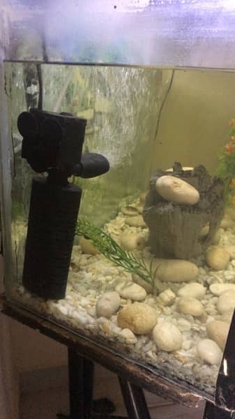 fish aquarium medium size . 3