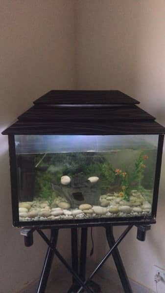 fish aquarium medium size . 4