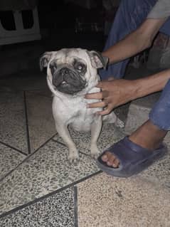 pug breeder female for sale