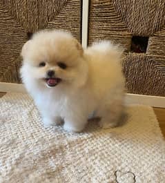 Pomeranian Puppies 0