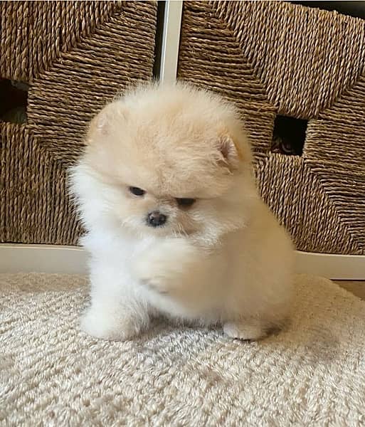 Pomeranian Puppies 3