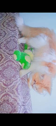 PERSIAN MALE KITTEN CAT