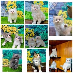 Persian hamalian british punch face piki face cat's and kitten's 0