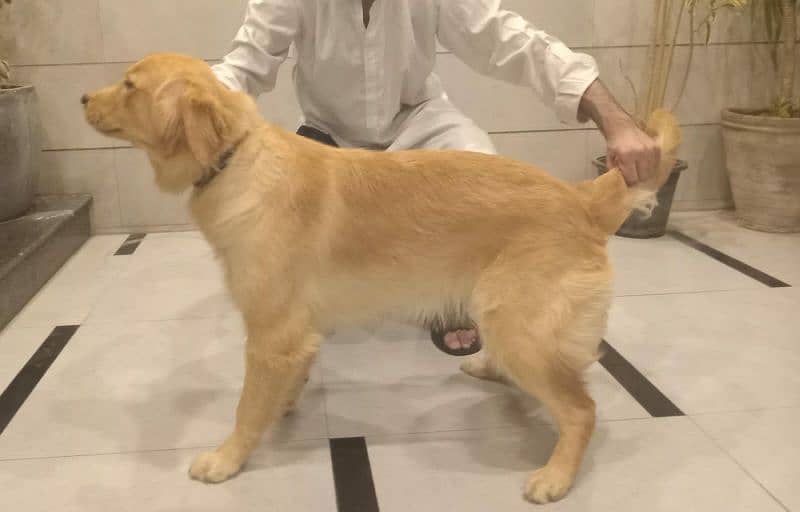 Pedigreed Golden Retriever female available for sale 1