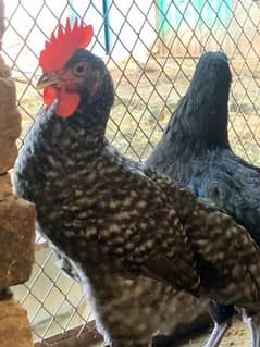 plymouth, Australop and rir chickens for sale