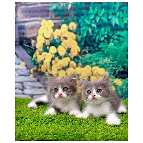 Persian hamalian british punch face piki face cat's and kitten's 2