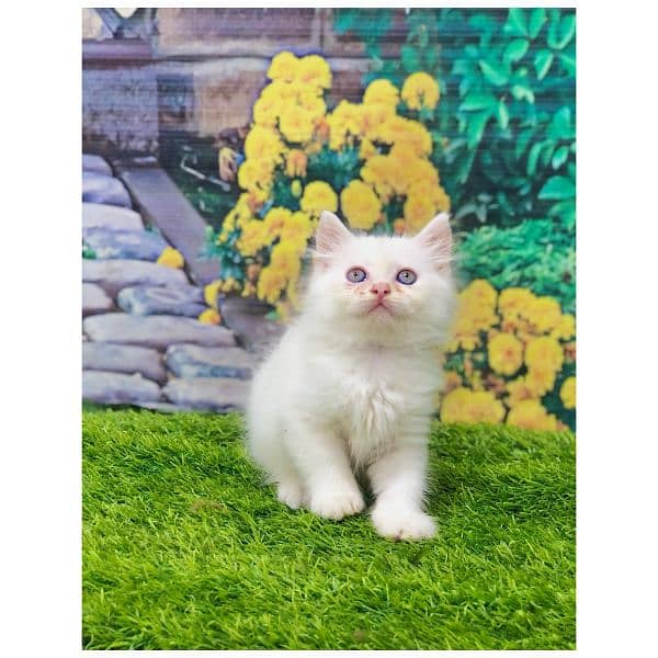 Persian hamalian british punch face piki face cat's and kitten's 3