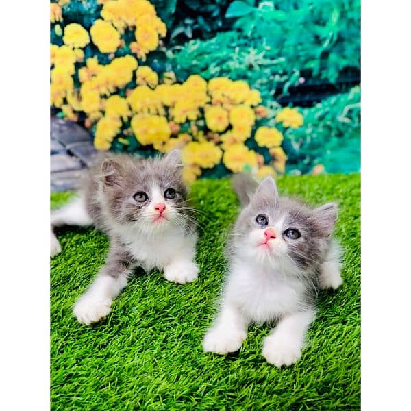 Persian hamalian british punch face piki face cat's and kitten's 3