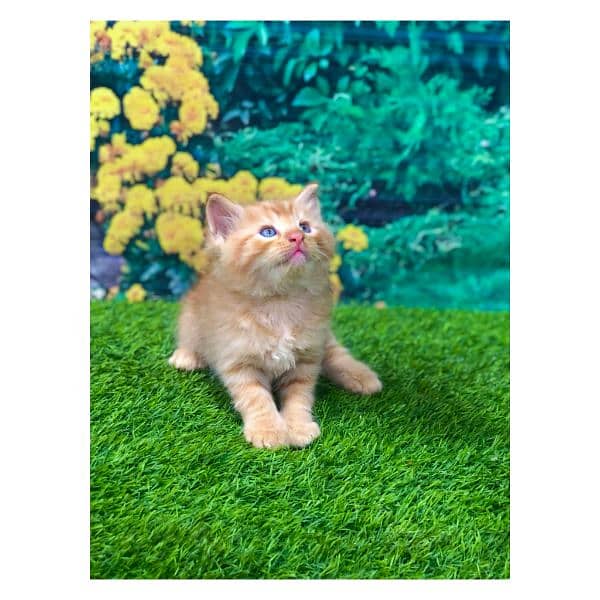 Persian hamalian british punch face piki face cat's and kitten's 6