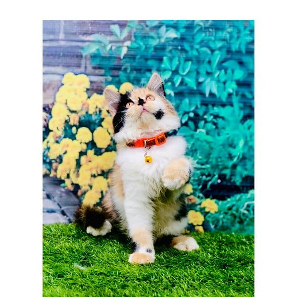 Persian hamalian british punch face piki face cat's and kitten's 11