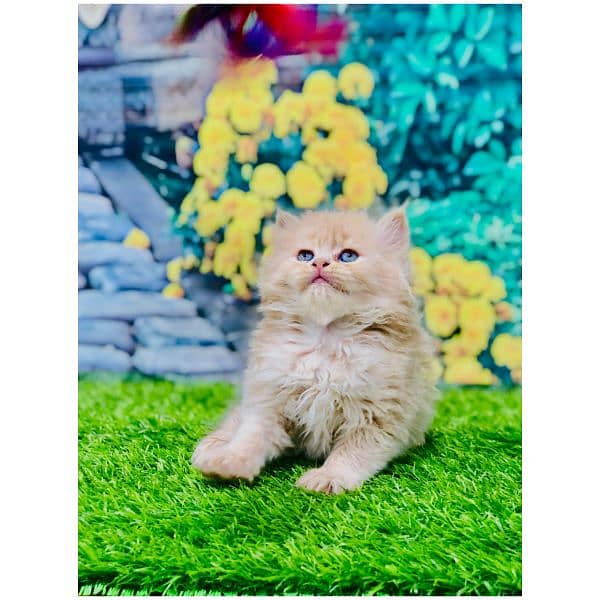 Persian hamalian british punch face piki face cat's and kitten's 12