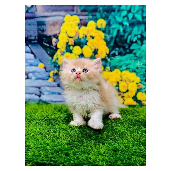 Persian hamalian british punch face piki face cat's and kitten's 13