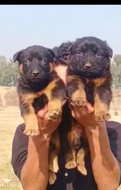 German Dabal coat male female for sale