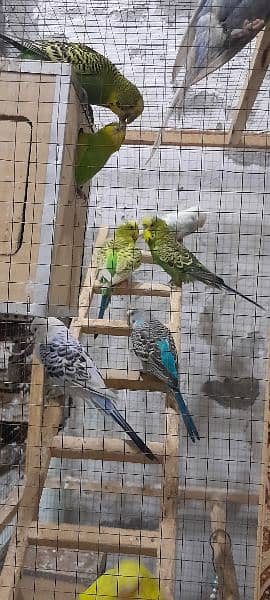 Australian parrots 11