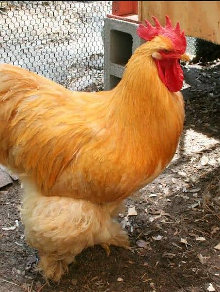 silk hens/ buff hens/ exchange possible with pegions 2