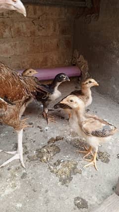 chicks for sale