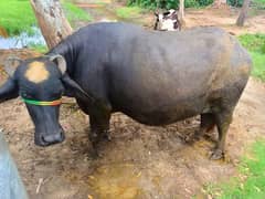 Blacks buffalo for sell