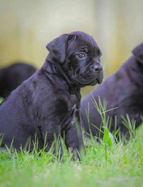 cane Corso puppy 0