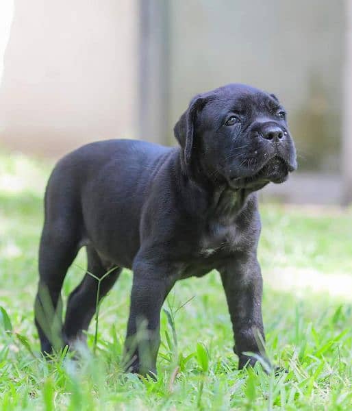 cane Corso puppy 1