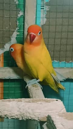 Lovebirds