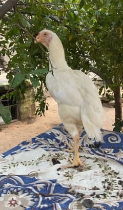 want 2 sale pure white Hera chicks Age 10 days