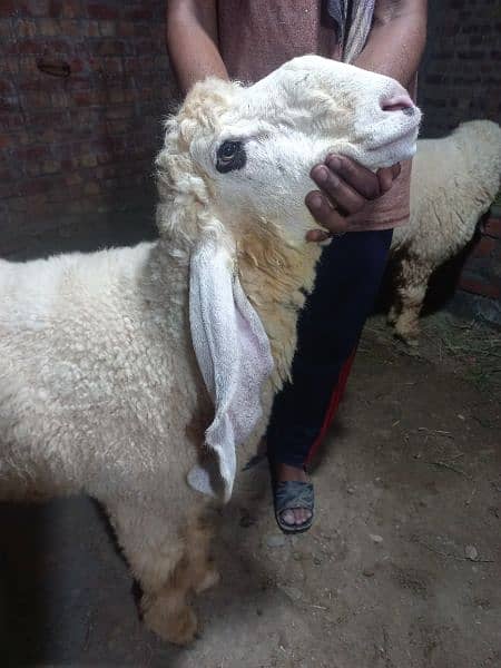 Kajla | Chatra | bakra | sheep | Goat for sale 4