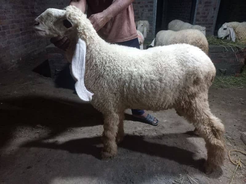 Kajla | Chatra | bakra | sheep | Goat for sale 6