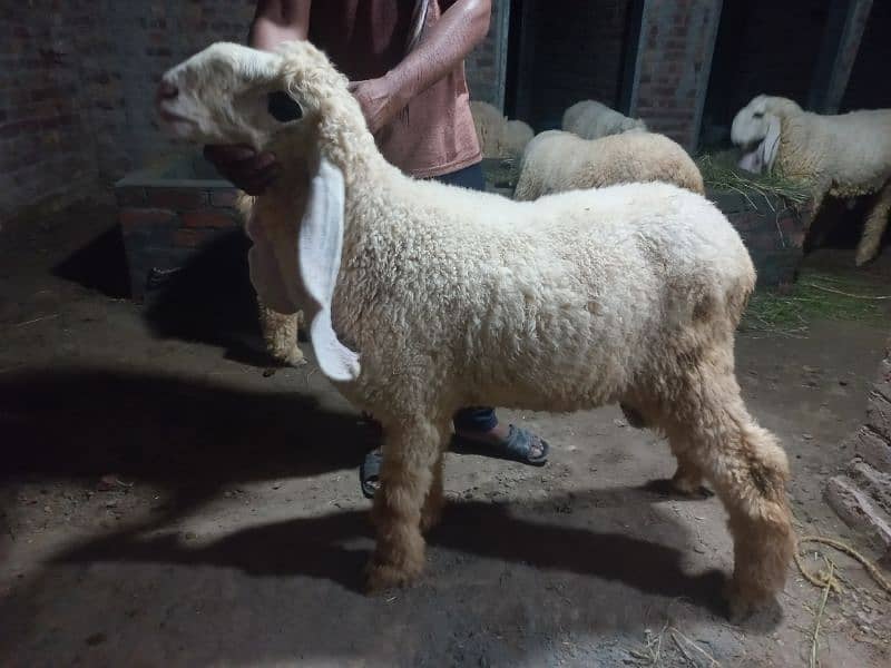 Kajla | Chatra | bakra | sheep | Goat for sale 7