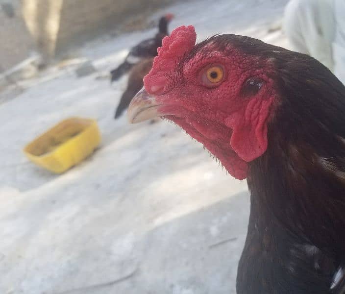 aseel hen for sale 3