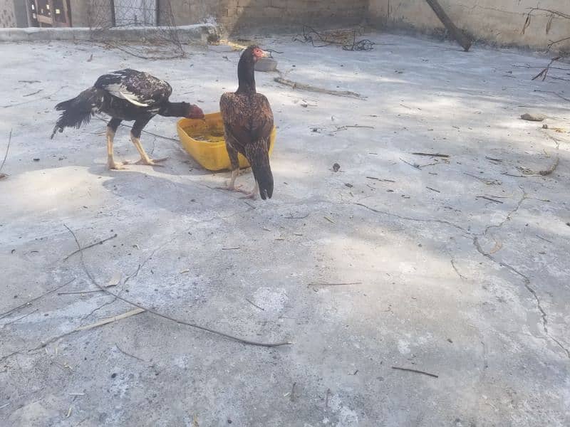 aseel hen for sale 9