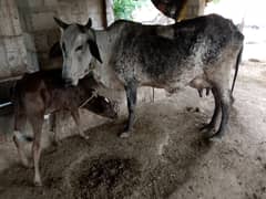 7 kg dod nacha wachi 3 month ke exange possible with kasabi cow