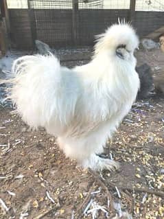 Silkie male for sale or exchange