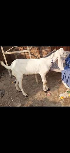 White Rajanpuri Bakra